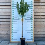 Nektárinka (Prunus nucipersica) ´BIG TOP´ - stredne skorá, výška 150-180 cm, obvod kmeňa 4/6 cm, kont. C10L